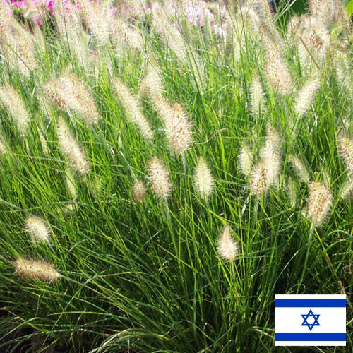Декоративные травы из Израиля