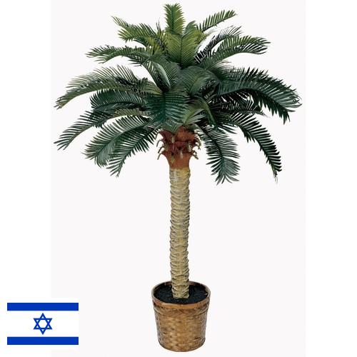 Деревья искусственные из Израиля