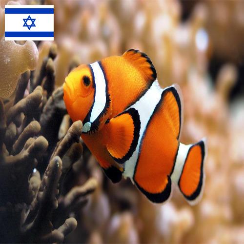 Джамперы из Израиля