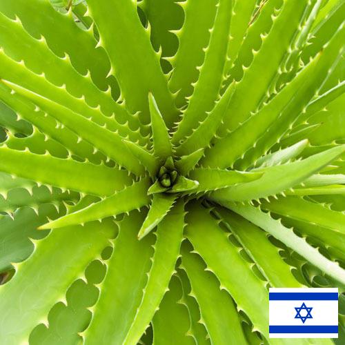 экстракты растений из Израиля