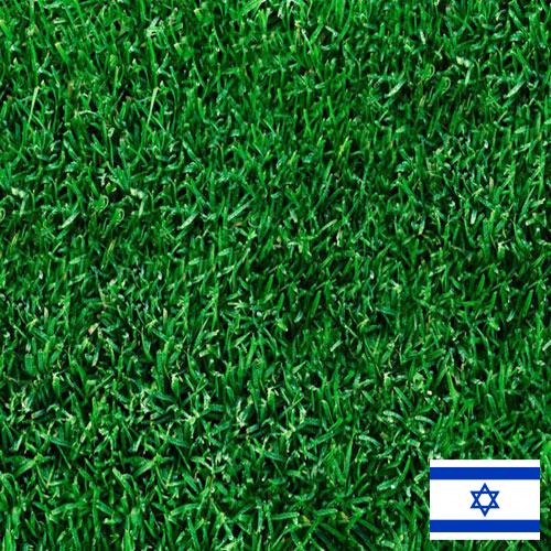 Газонная трава из Израиля