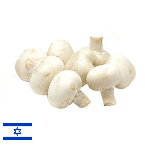 Грибы белые из Израиля