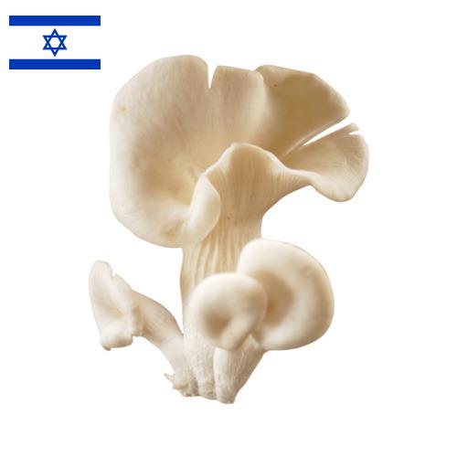 грибы вешенки из Израиля