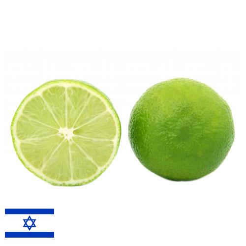 Известь из Израиля