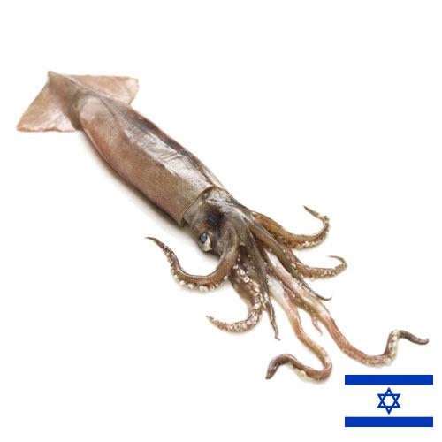 Кальмары из Израиля