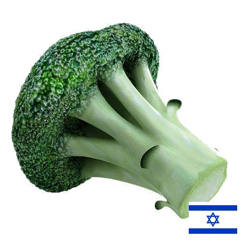 Капуста брокколи из Израиля