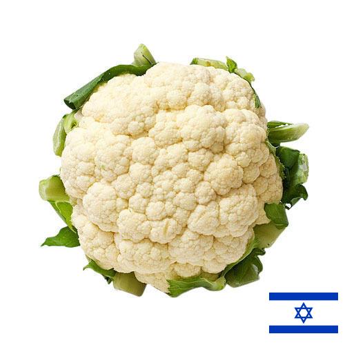 Капуста цветная из Израиля