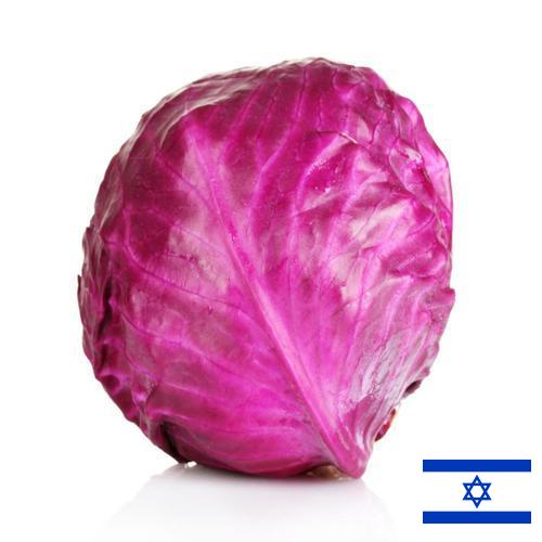Капуста краснокочанная из Израиля