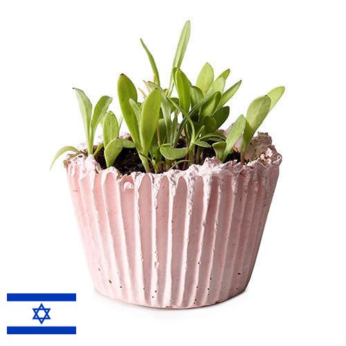 Кашпо из Израиля