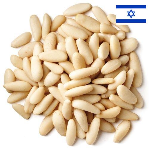Кедровые орехи из Израиля