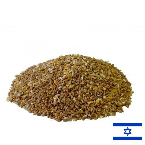 Корма для птицеводства из Израиля