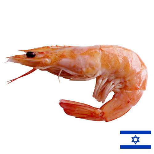 Креветки из Израиля