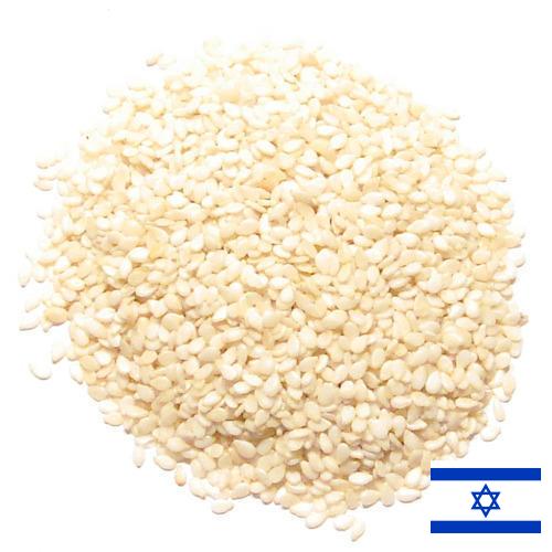 кунжут семена из Израиля