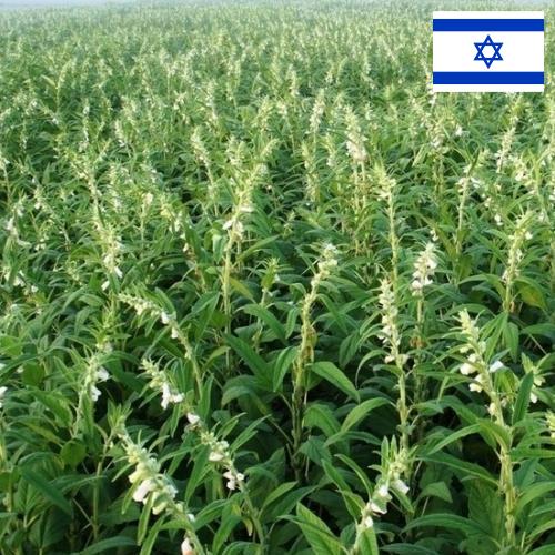 Кунжут из Израиля