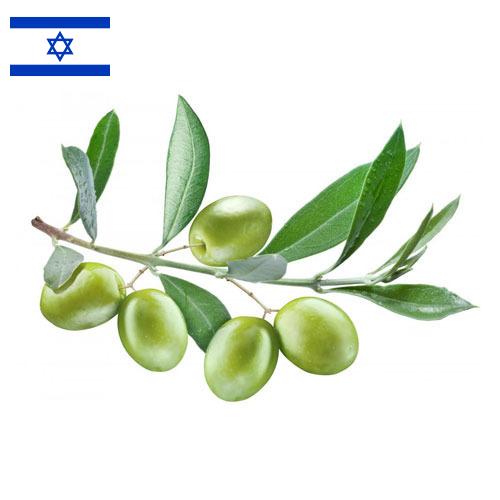 маслины оливки из Израиля