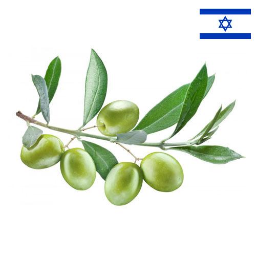 Маслины из Израиля