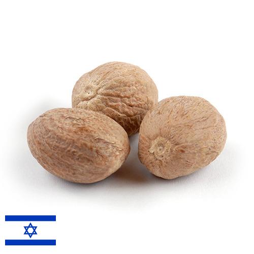 Мускатный орех из Израиля