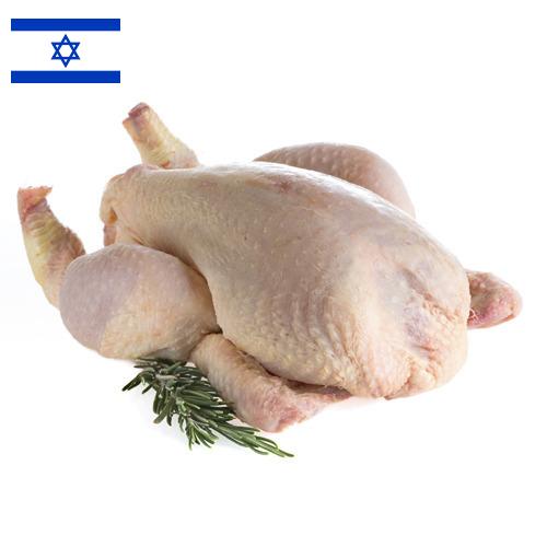 мясо птицы тушка из Израиля