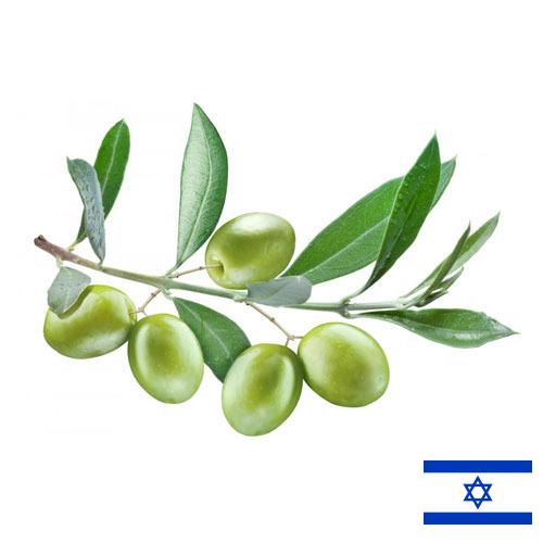 Оливки из Израиля
