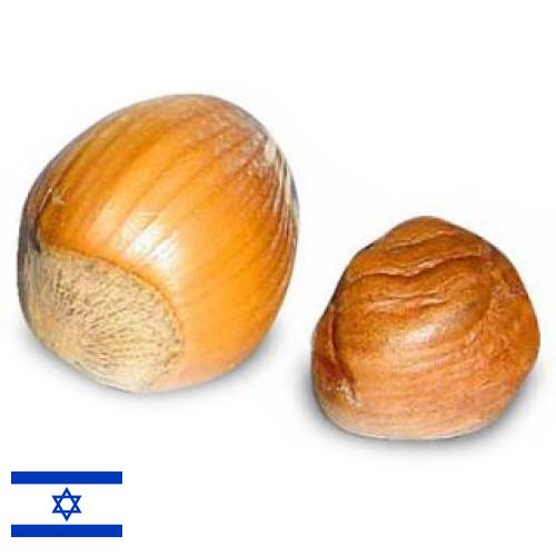орех фундук из Израиля