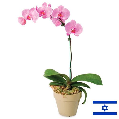 Орхидеи из Израиля
