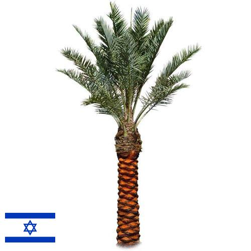 Пальмы из Израиля