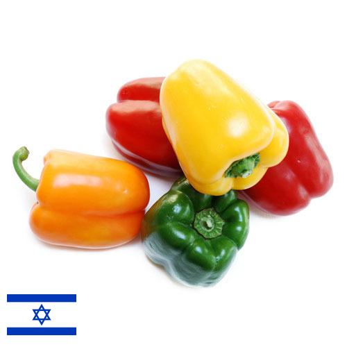 перец болгарский свежий из Израиля
