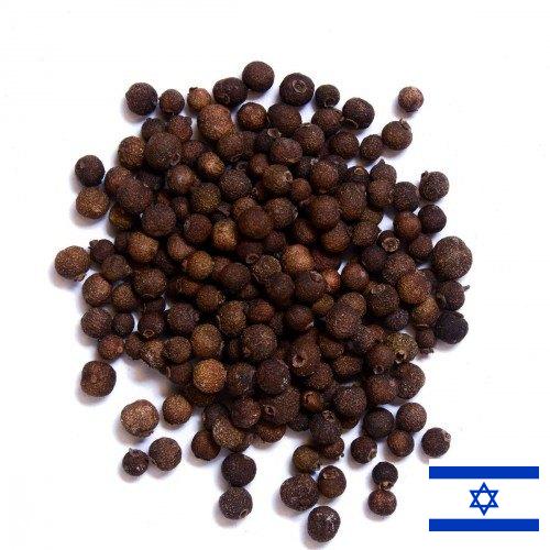 Перец душистый из Израиля