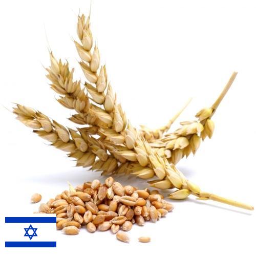 Пшеница из Израиля