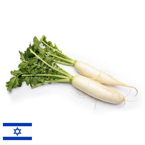 Редька из Израиля