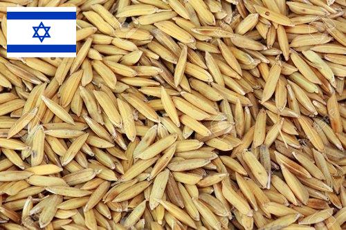 рис сырец из Израиля
