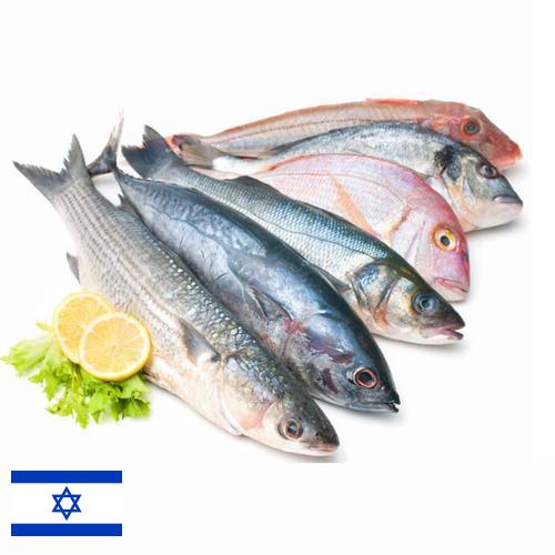 рыба и морепродукты из Израиля