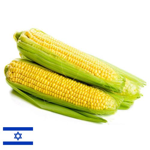 Сахарная кукуруза из Израиля