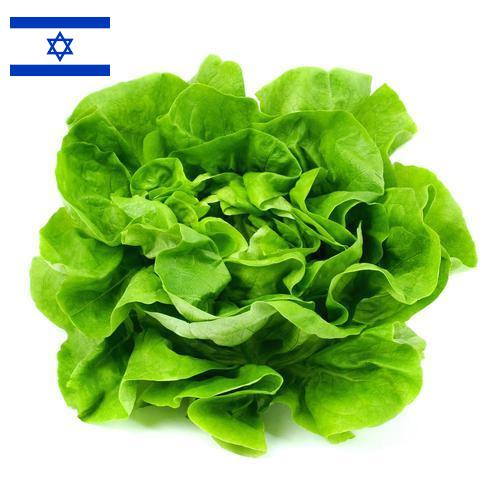 салат из Израиля