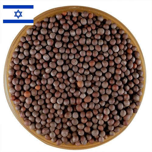 семена горчица из Израиля