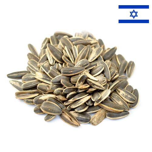 Семена подсолнечника из Израиля