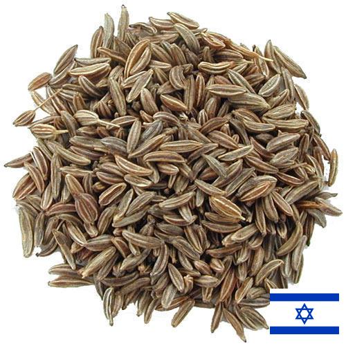 Семена тмина из Израиля