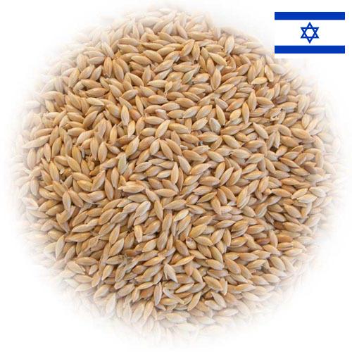 семена трав из Израиля
