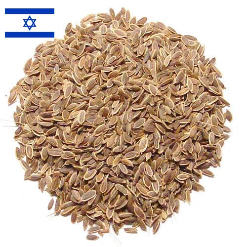 Семена укропа из Израиля