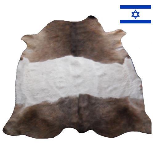 Шкуры крупного рогатого скота из Израиля