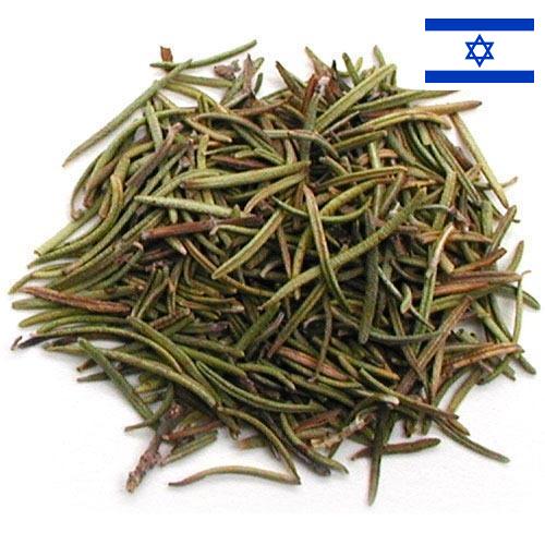 Травы сушеные из Израиля