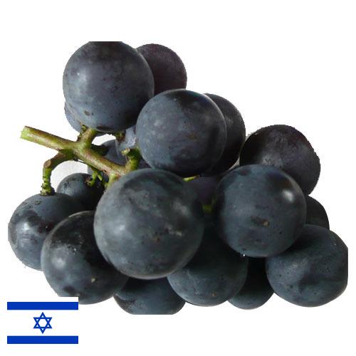 виноград столовый из Израиля