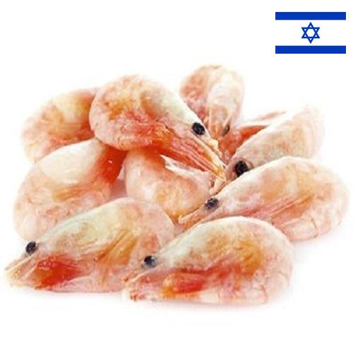 замороженные креветки из Израиля