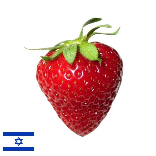 Земляника из Израиля