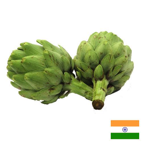 артишок из Индии