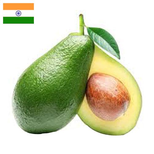 Авокадо из Индии
