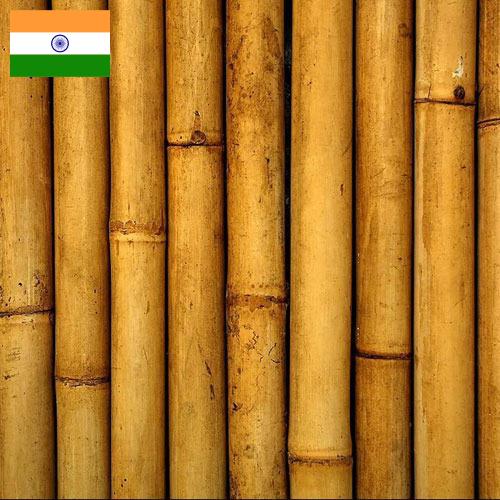Бамбук из Индии