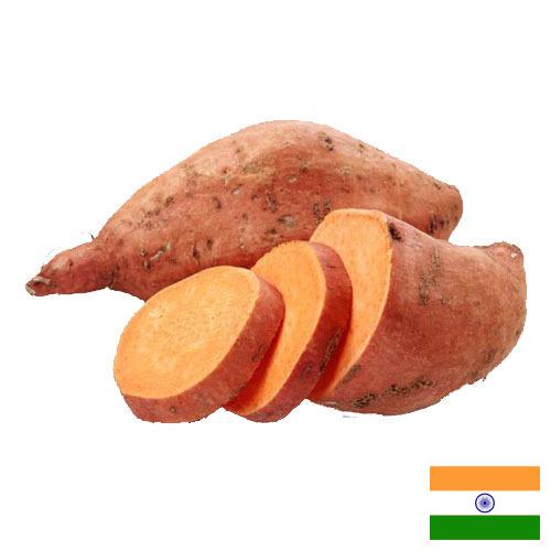 батат из Индии