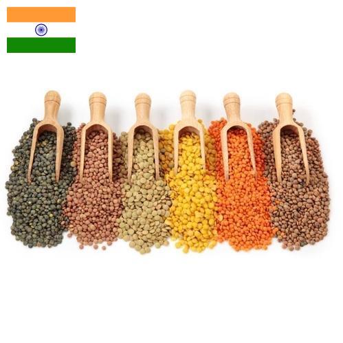 Бобовые культуры из Индии