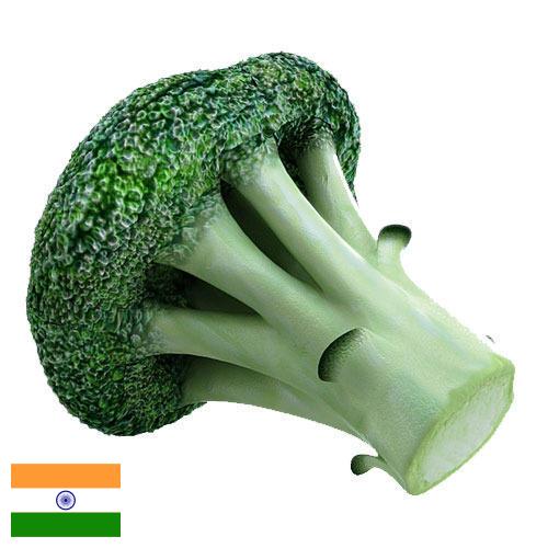 брокколи из Индии
